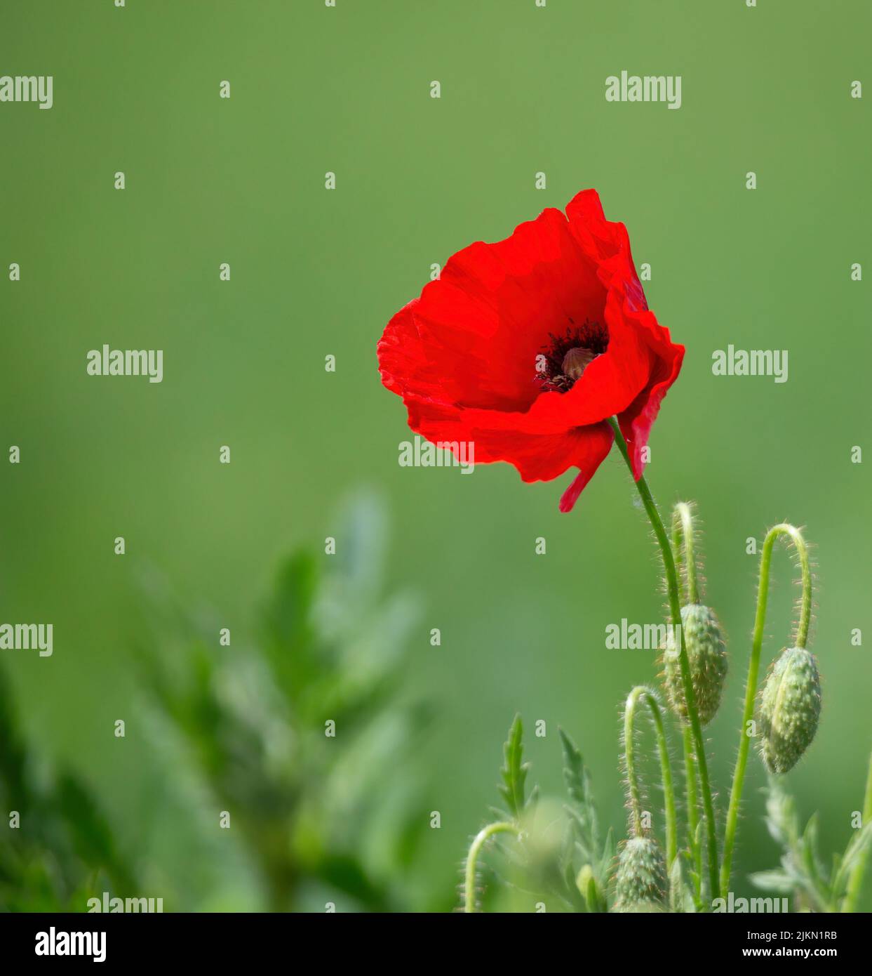 Un primo piano di un fiore di papavero rosso su uno sfondo verde sfocato sotto la luce del sole Foto Stock
