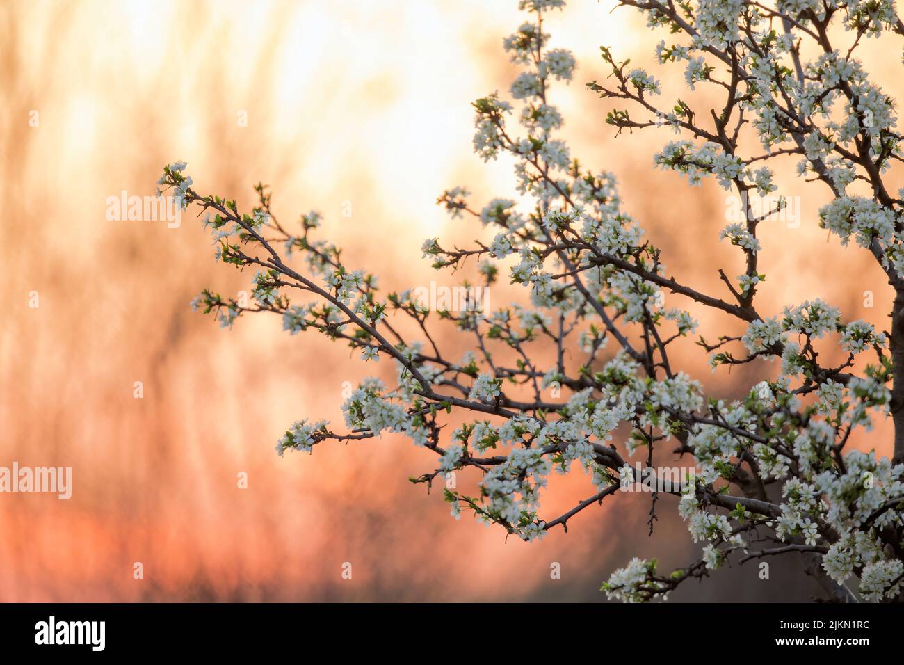 Una vista panoramica di un albero con rami coperti da piccoli fiori bianchi sullo sfondo luminoso Foto Stock