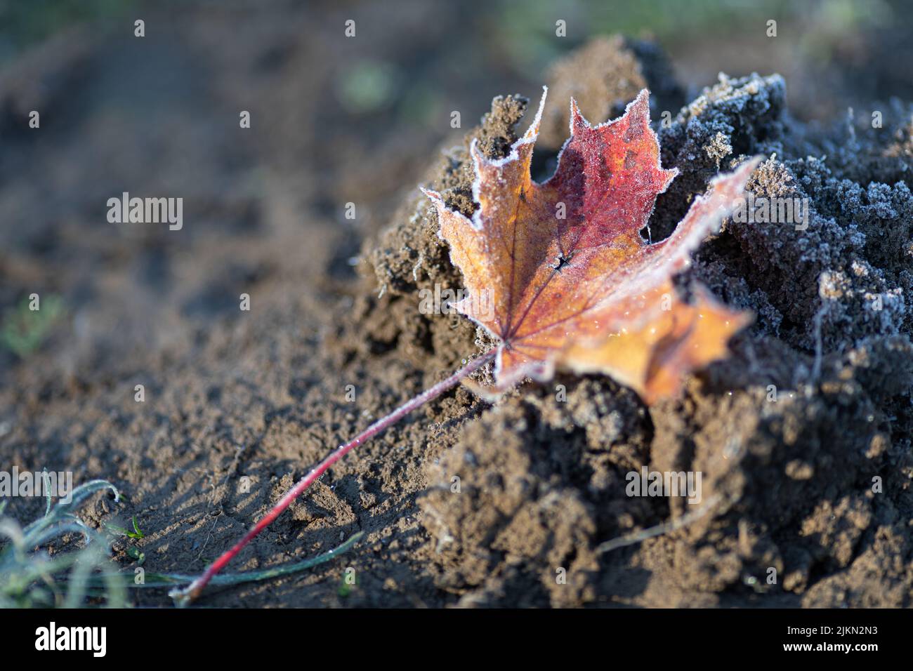 Un primo piano della foglia congelata che giace sul terreno Foto Stock