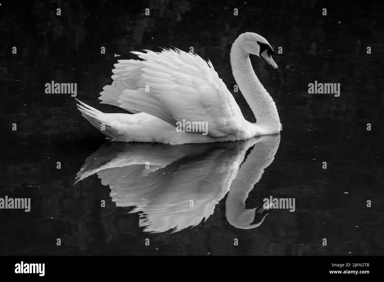 Un primo piano di cigno bianco galleggiante con riflessione in acqua Foto Stock