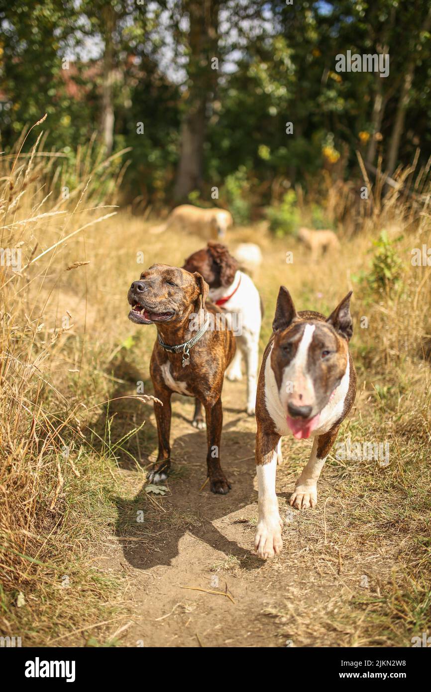 Un bel colpo di un Bull Pit e di un Bull Terrier in esecuzione Foto Stock