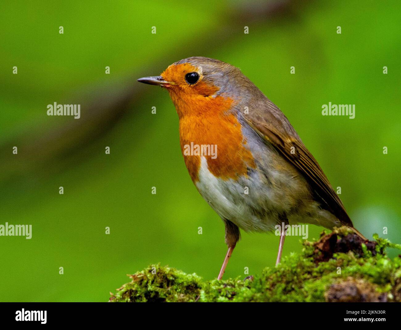 Un primo piano di un robin europeo (Erithacus rubecula) arroccato su una roccia mossy in primavera o in estate Foto Stock