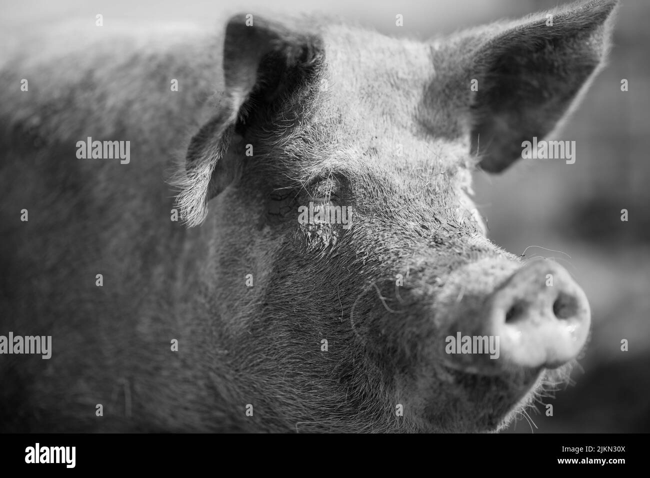 Un primo piano in scala di grigi di un maiale del Berkshire su uno sfondo sfocato Foto Stock