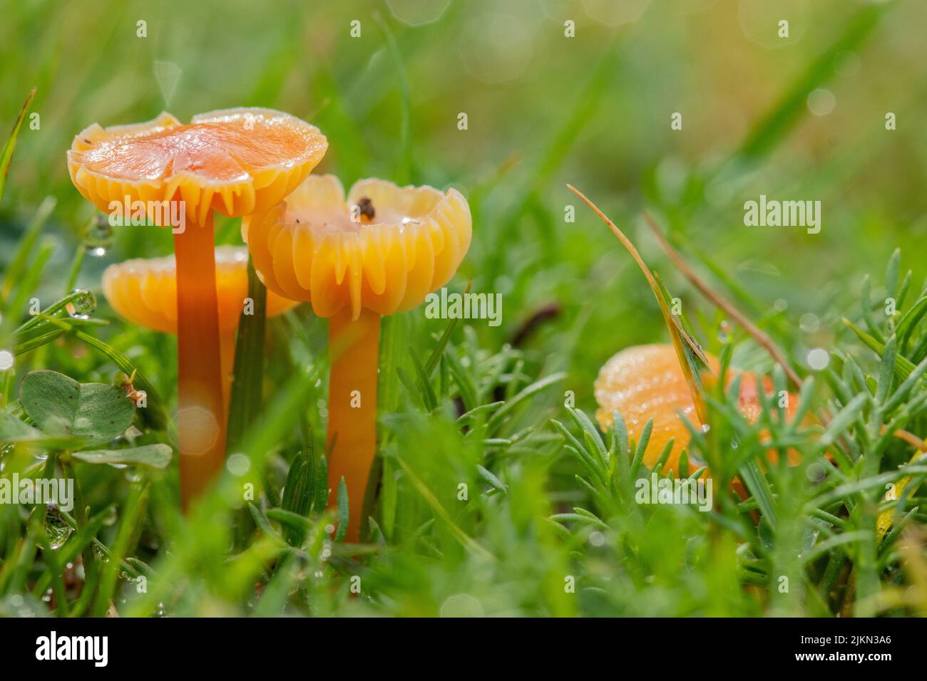 Un primo piano di funghi coprimozzo di calice che crescono tra erba verde Foto Stock