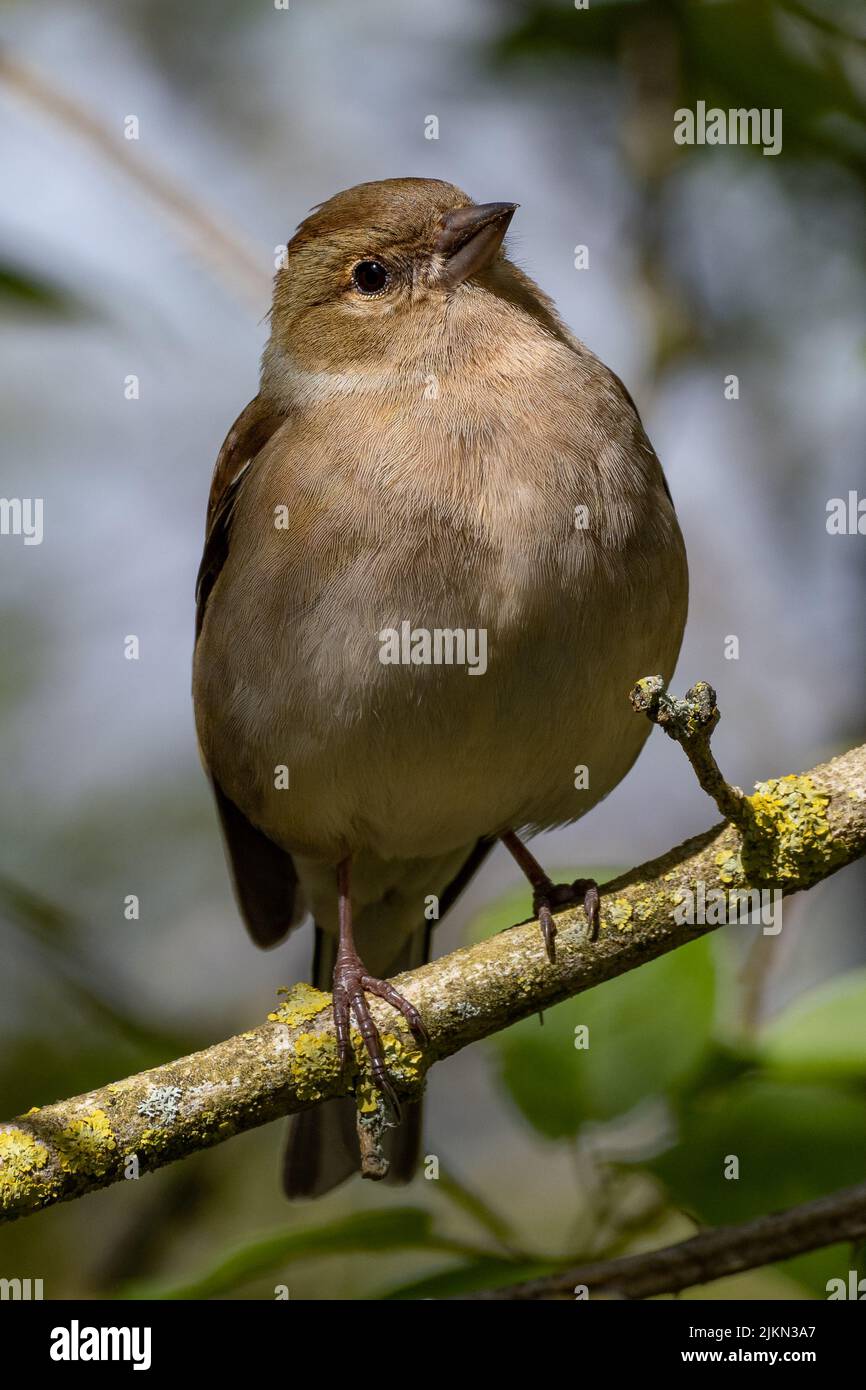 Un primo piano verticale di un chaffinch (coelebs di Fringilla) al lago di Balgavies in Scozia Foto Stock