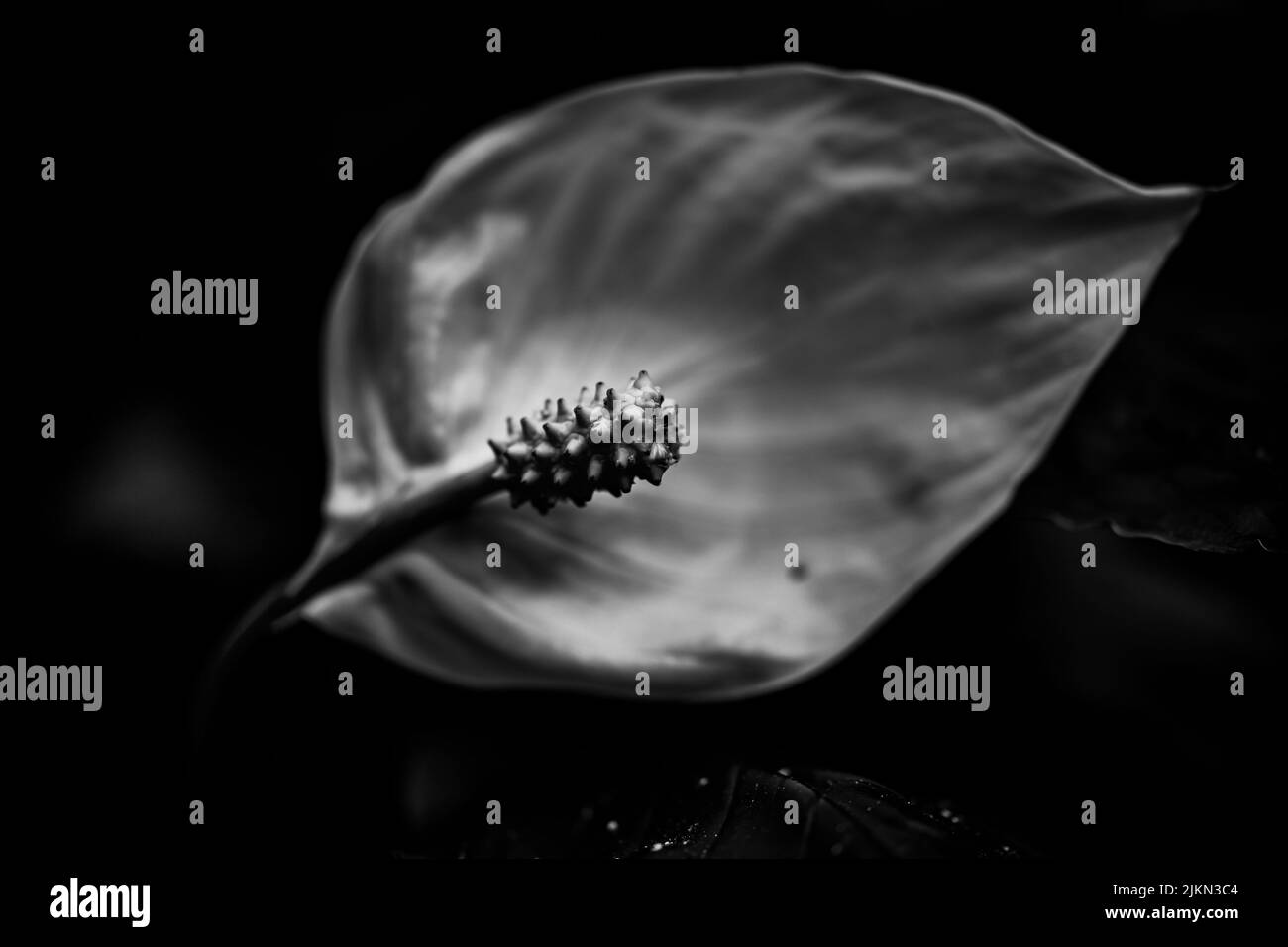 Una macro vista in scala di grigi di un giglio di pace (Spathiphyllum) su uno sfondo scuro Foto Stock