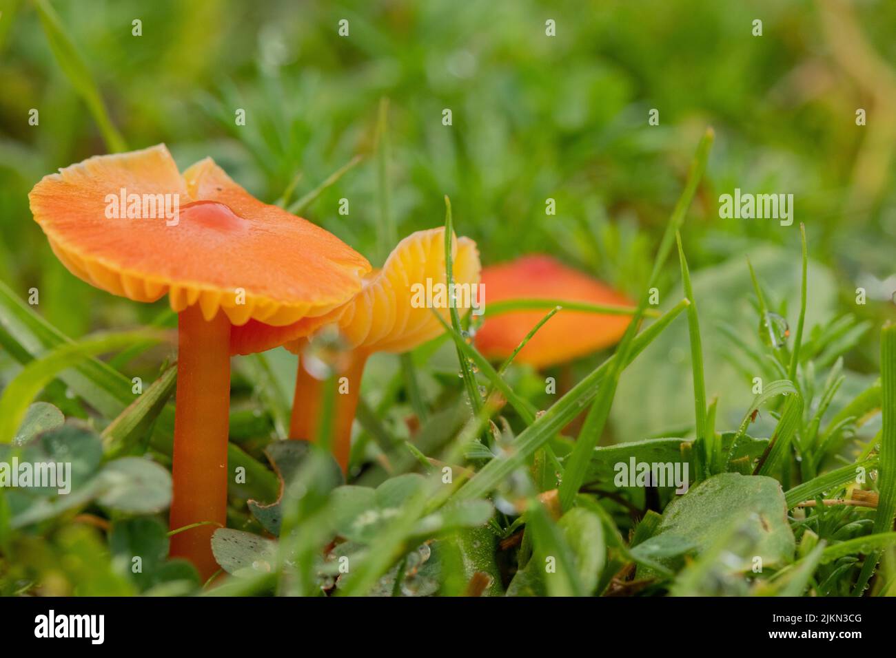Un primo piano di funghi coprimozzo di calice che crescono tra erba verde Foto Stock