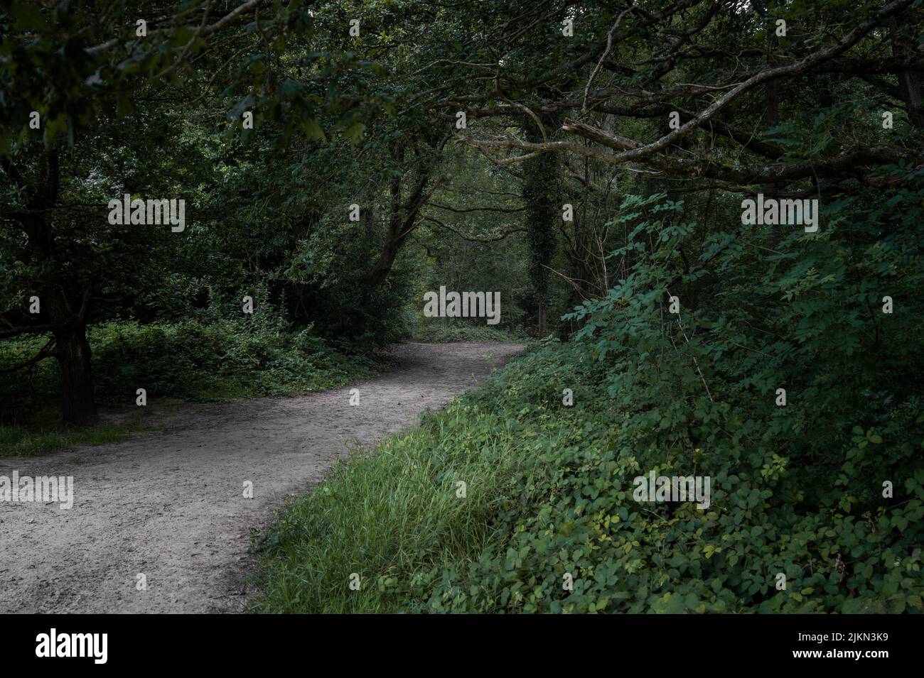 Un percorso attraverso una foresta verde Foto Stock
