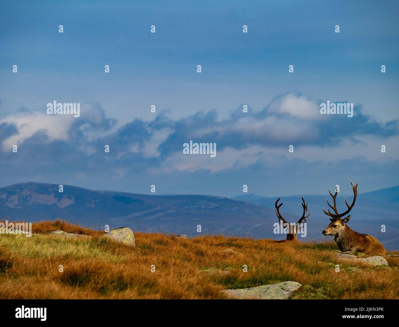 Due renne su una montagna in una giornata di sole Foto Stock