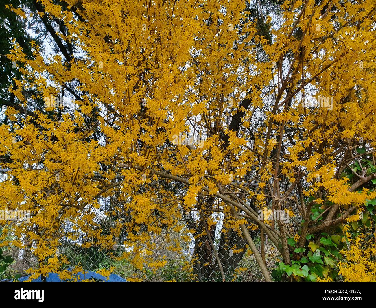 Un grande albero giallo in un paesaggio primaverile Foto Stock