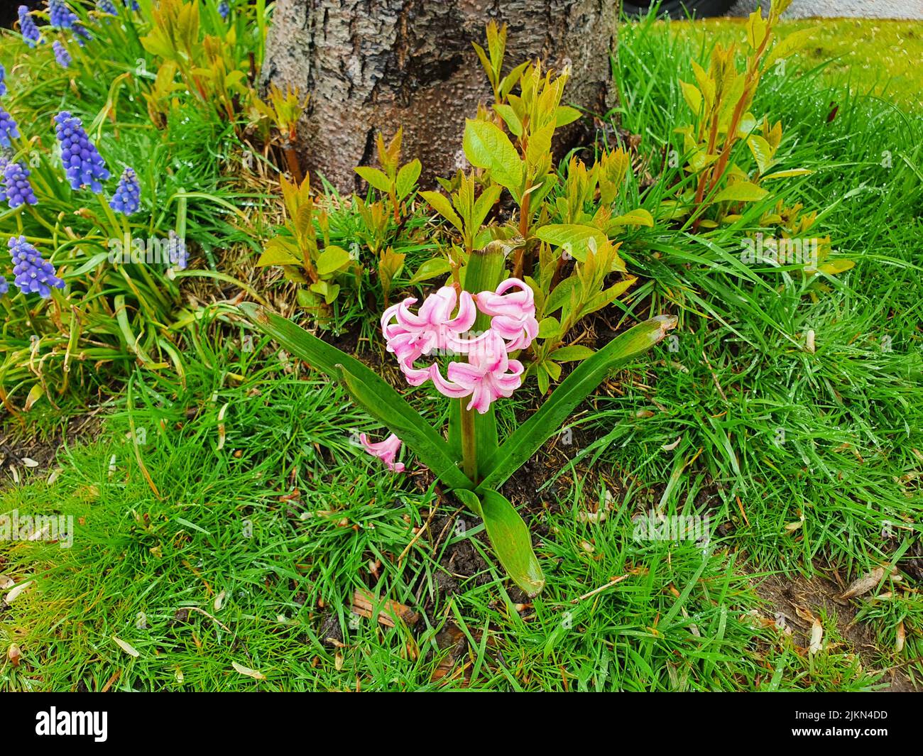 Un giacinto rosa isolato nella mattina di primavera Foto Stock