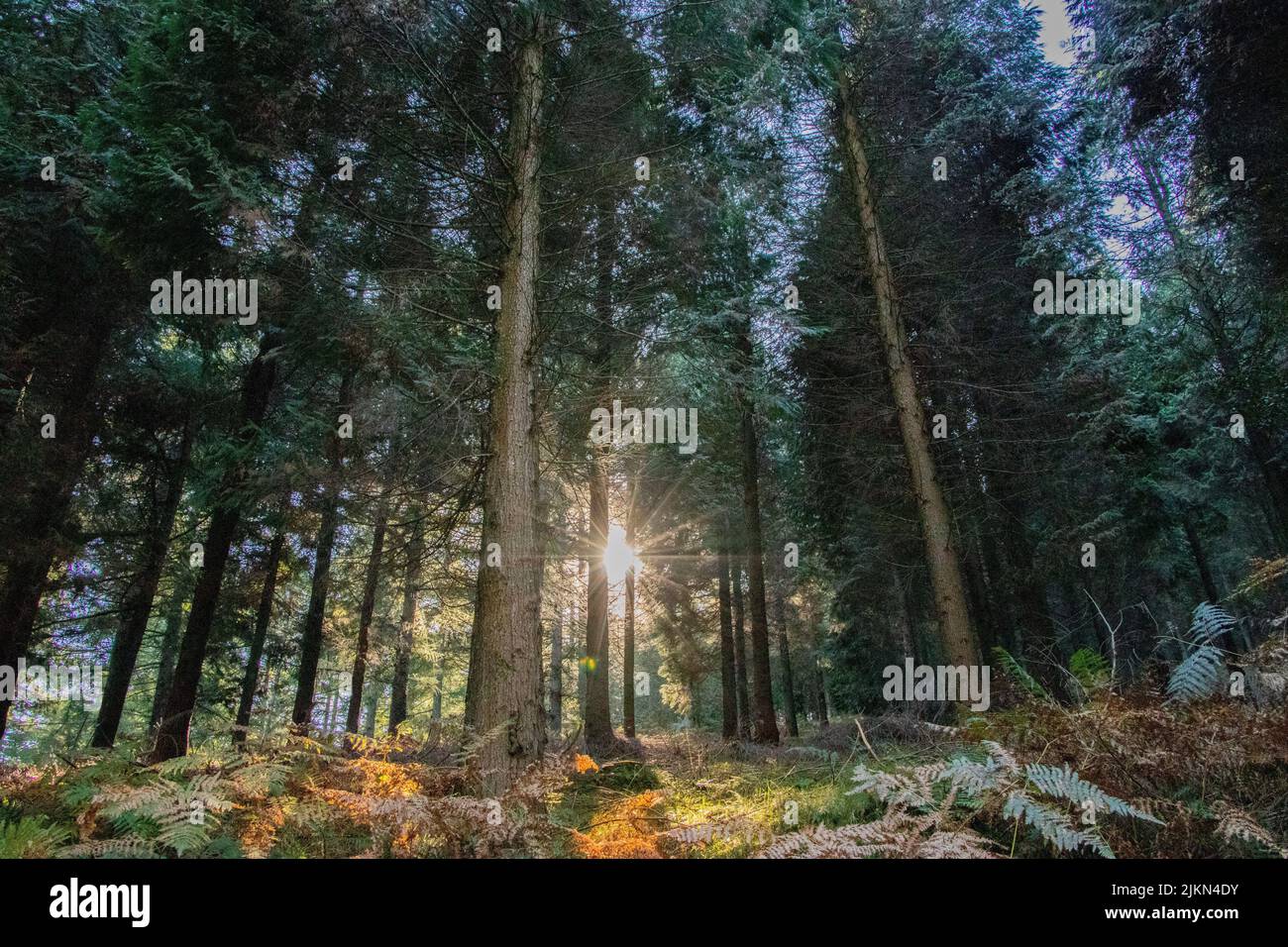 Uno scatto panoramico dei raggi del sole mattutini che penetrano tra gli alberi della foresta nei Paesi Baschi Foto Stock