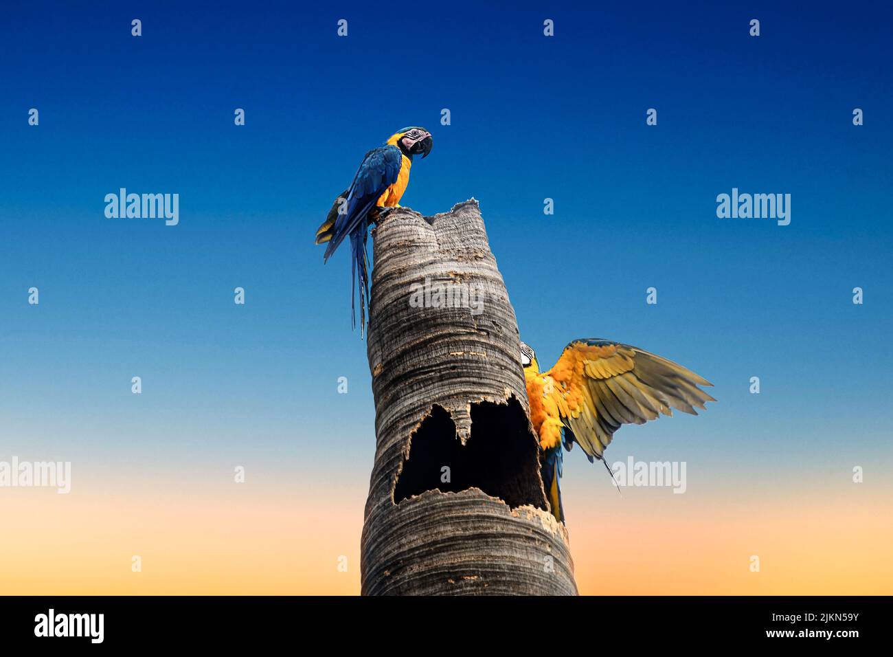 Un primo piano di due pappagalli in piumaggio blu, giallo su legno con sfondo blu e arancione Foto Stock