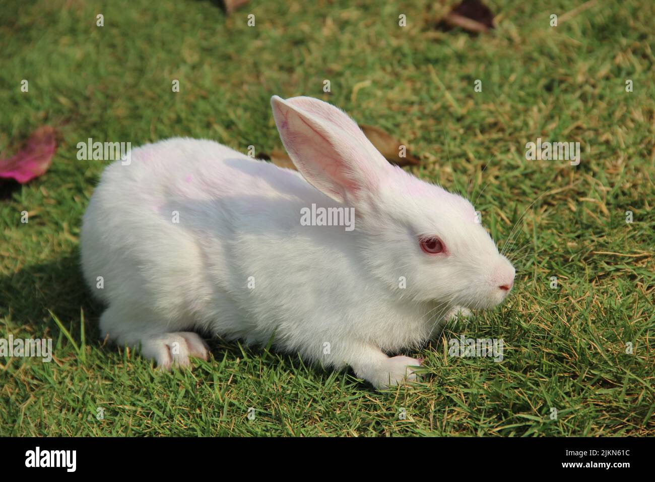 Un colpo di primo piano di un coniglio bianco su erba Foto Stock