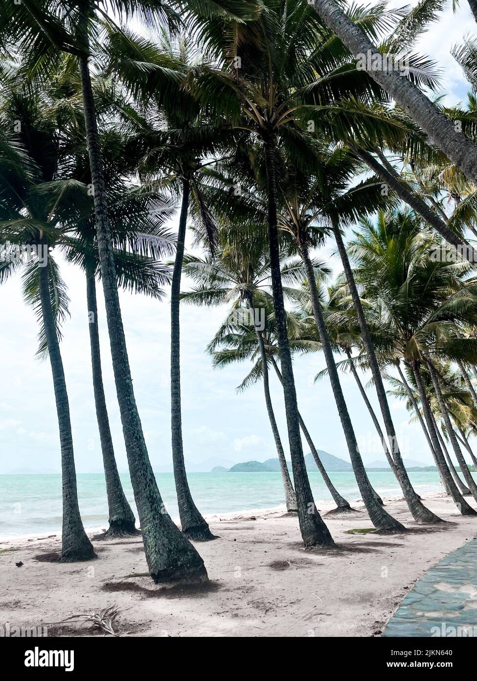 Un colpo verticale di palme sulla spiaggia nel Queensland tropicale del Nord Foto Stock