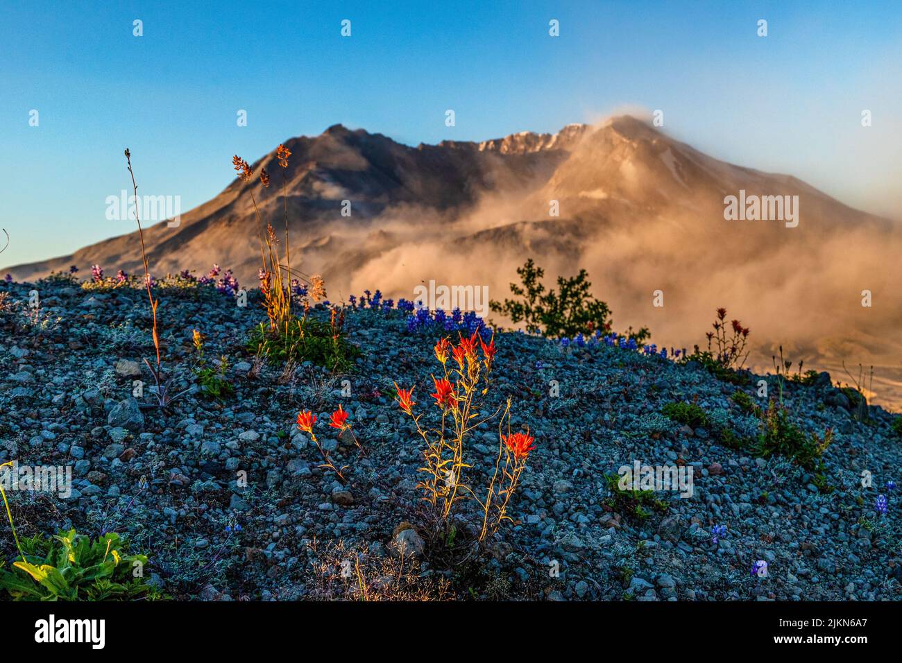 Uno scatto panoramico del Monte St Helens con un primo piano di pennello indiano Foto Stock