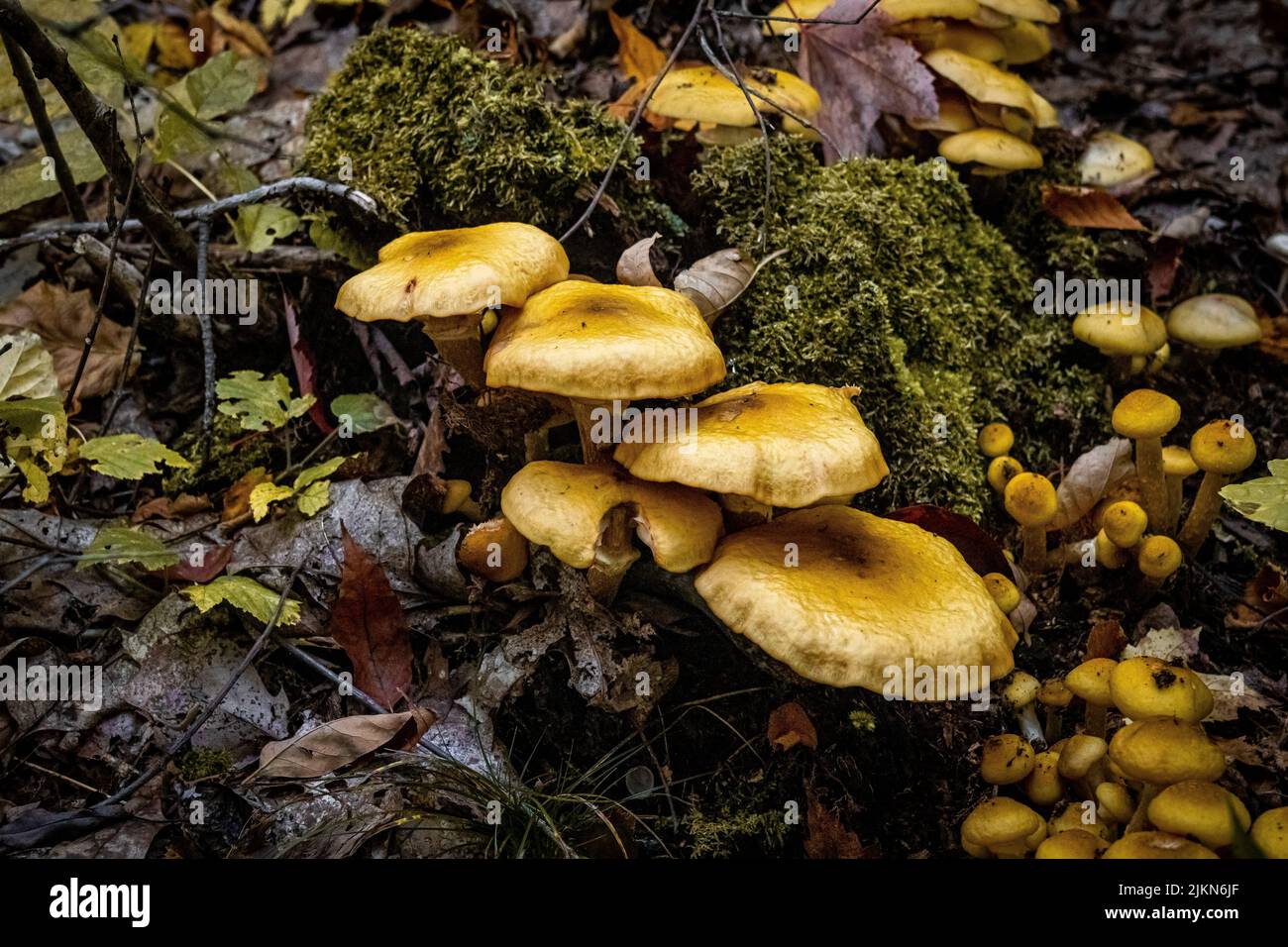 Un primo piano di fungo giallo e muschio su un pavimento di foresta Foto Stock