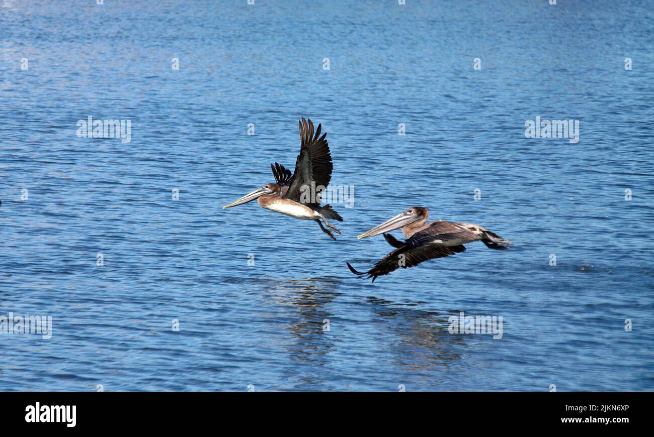 Due Pelecanus occidentalis (Pelecanus occidentalis) che volano in basso sull'acqua con ali aperte Foto Stock