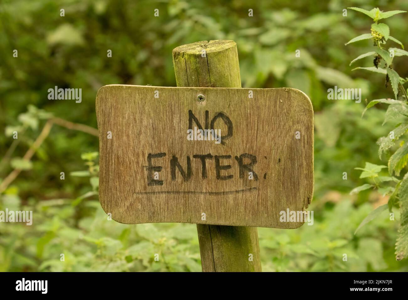 Un cartello in legno No Enter sullo sfondo verde naturale delle foglie Foto Stock