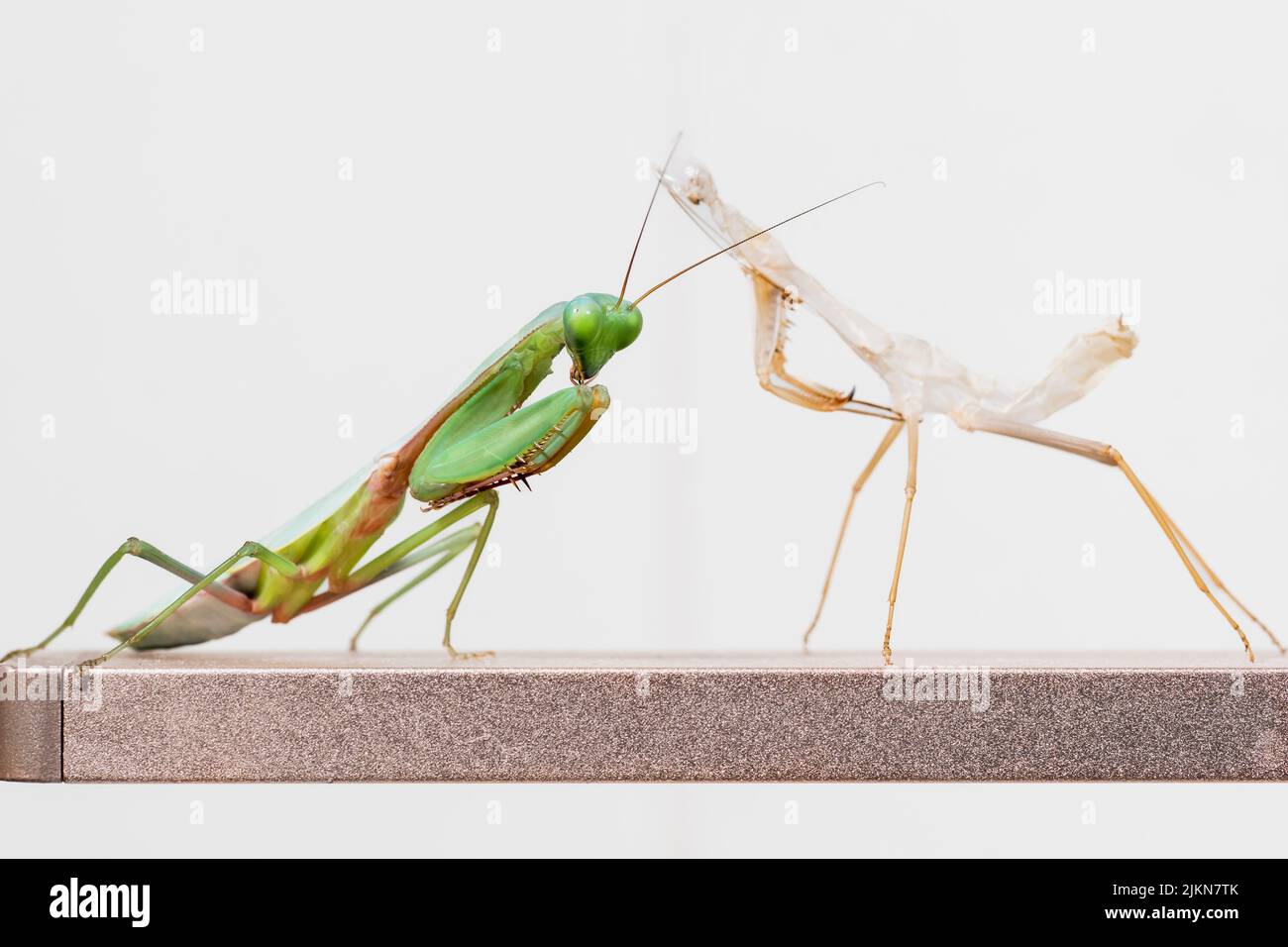 Una lotta tra mantide verde e bianca isolata su sfondo bianco Foto Stock
