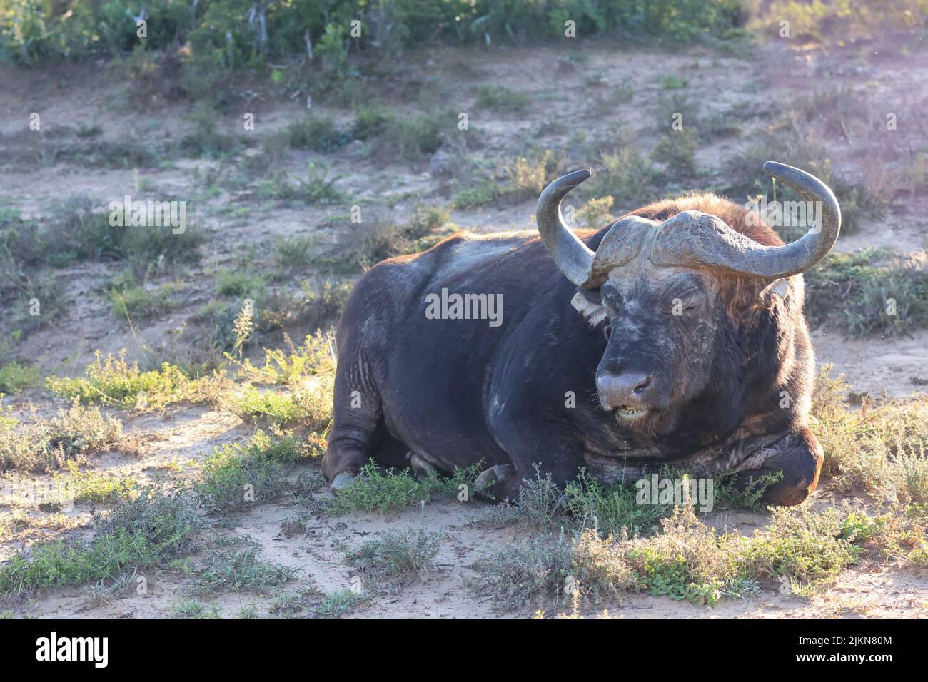Un primo piano di un vecchio bufalo in Safari Foto Stock Un primo piano di un vecchio bufalo in Safari Foto Stock