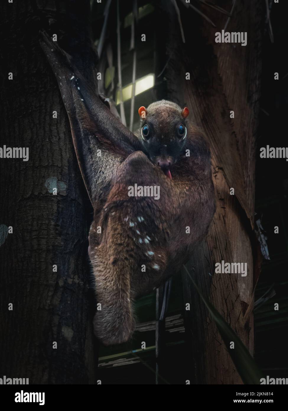Un primo piano di un animale Sunda Limur volante con corteccia di albero nella foresta Foto Stock