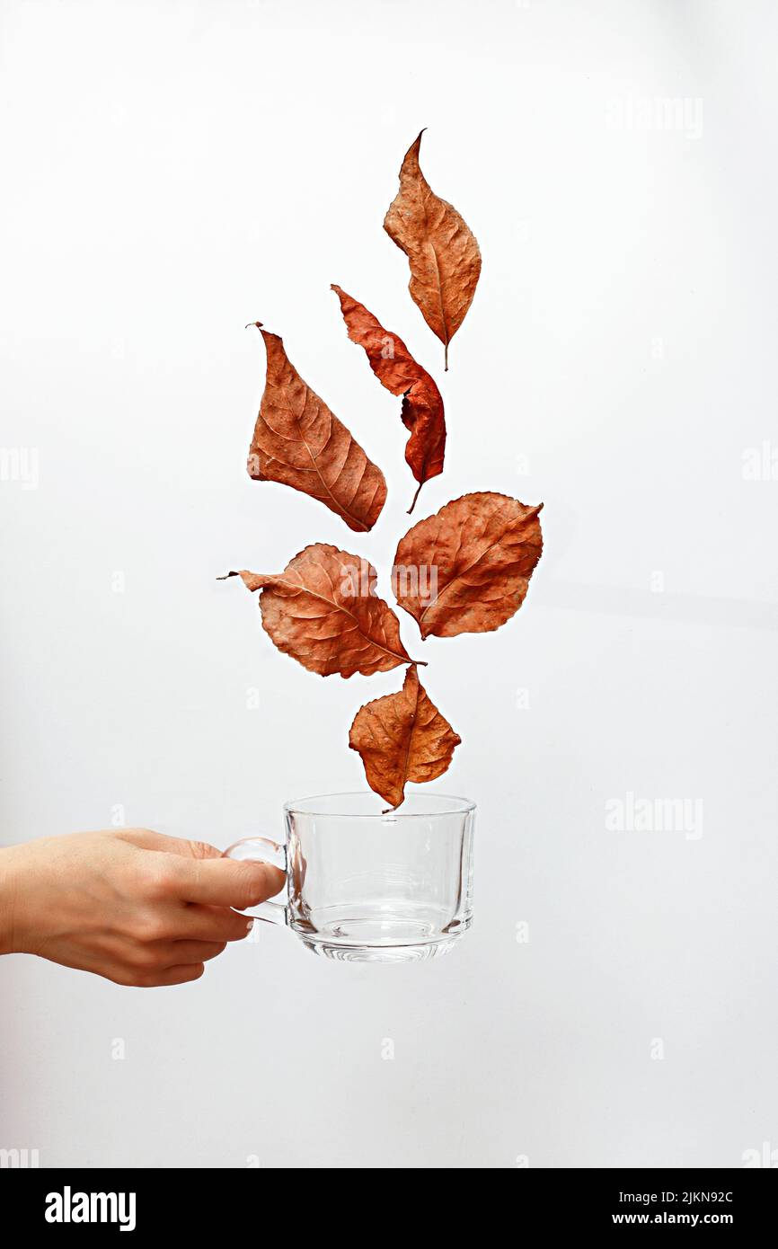 Un colpo verticale di una persona che tiene una tazza con le foglie secche galleggianti su uno sfondo bianco Foto Stock
