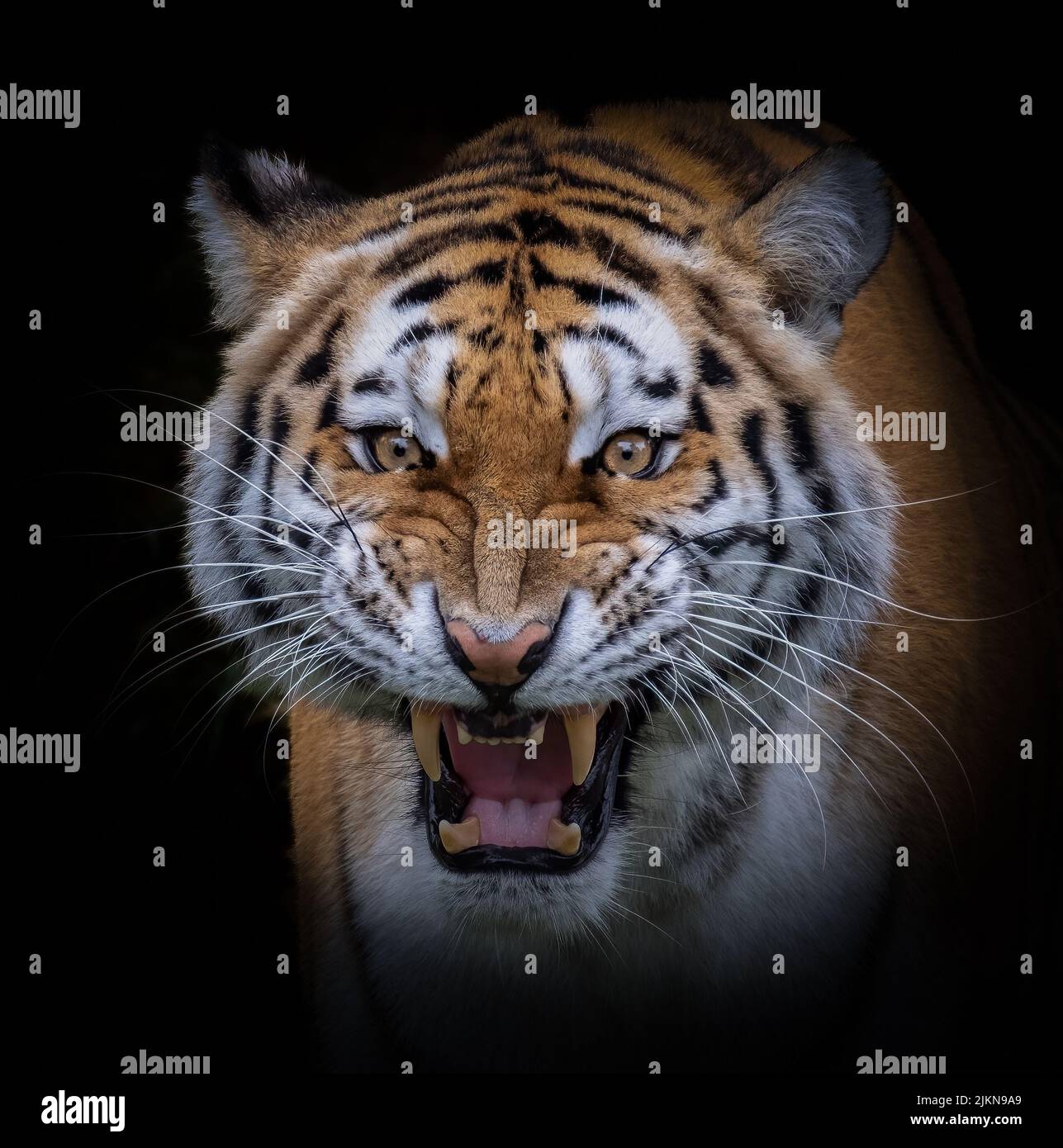 Un'immagine verticale di una tigre siberiana isolata su uno sfondo nero scuro Foto Stock