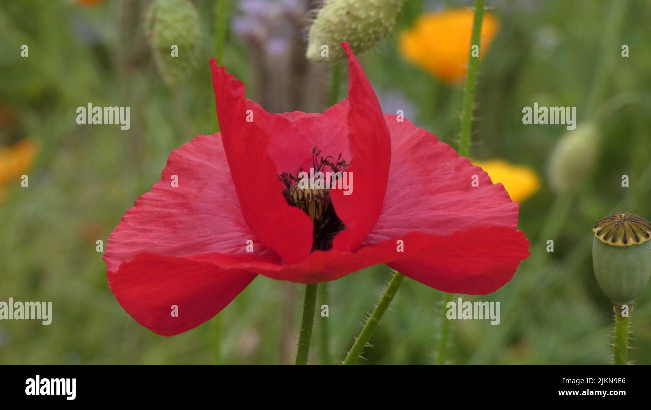 Un primo piano di un papavero in un campo Foto Stock