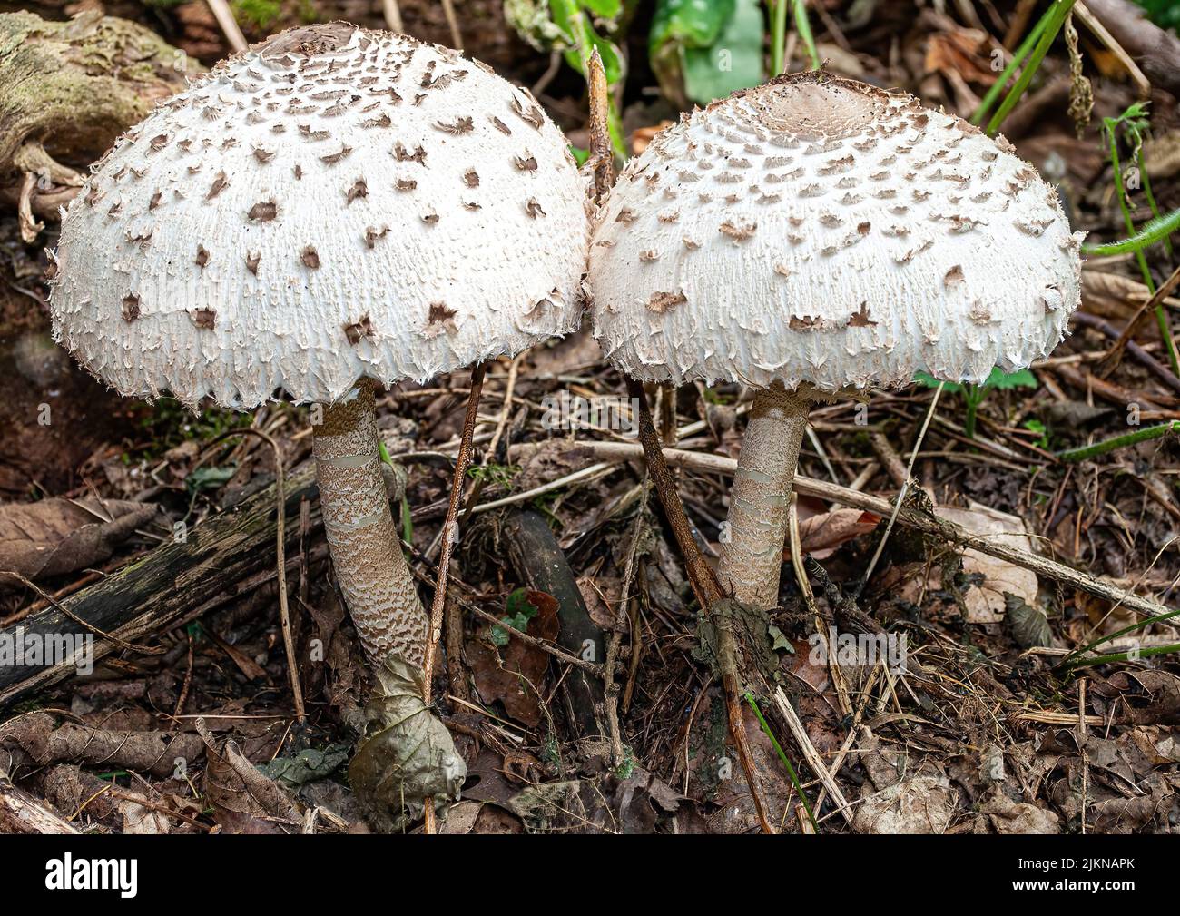 primo piano di stupendi funghi in autu Foto Stock