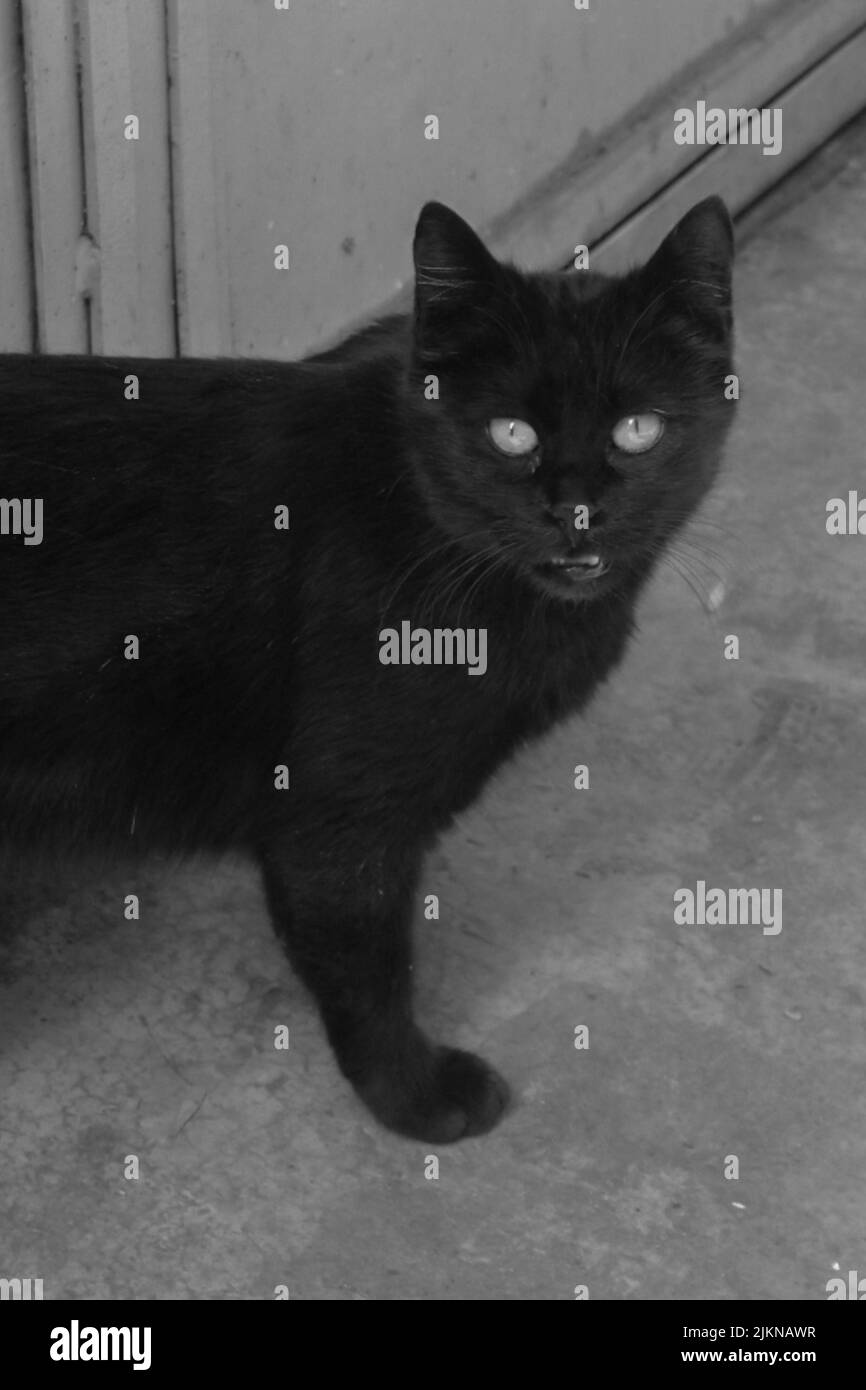 Una scala di grigi verticale di un gatto nero Foto Stock
