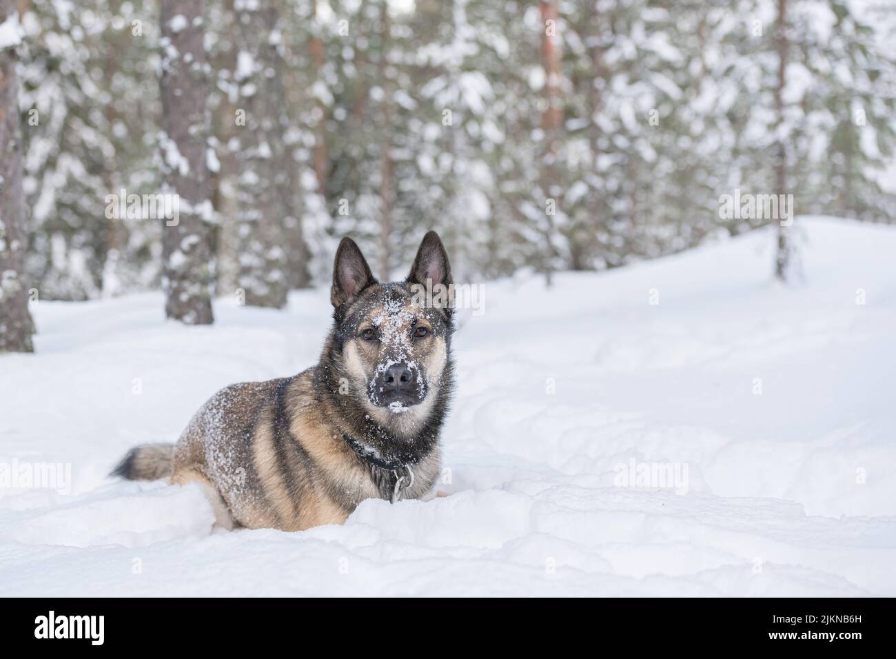 Giovane siberiano orientale laika che corre in neve profonda Foto Stock