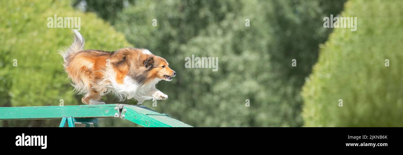 Shetland Sheepdog è in esecuzione sul braccio su un corso di agilità del cane. Dimensionato per adattarsi all'immagine di copertina sul popolare sito di social media. Foto Stock