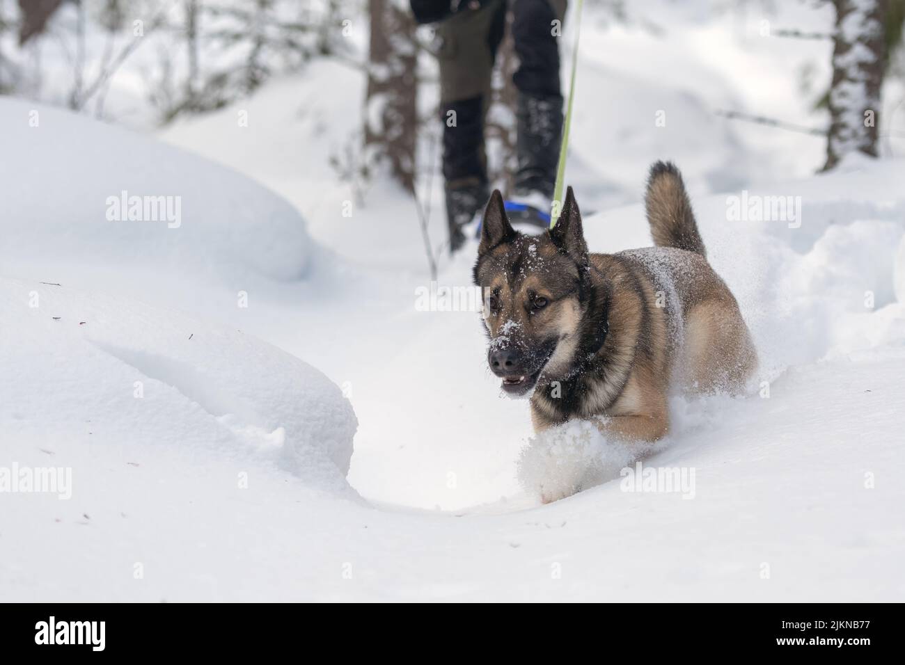 Uomo con la sua siberiana orientale laika racchette da neve in neve profonda Foto Stock