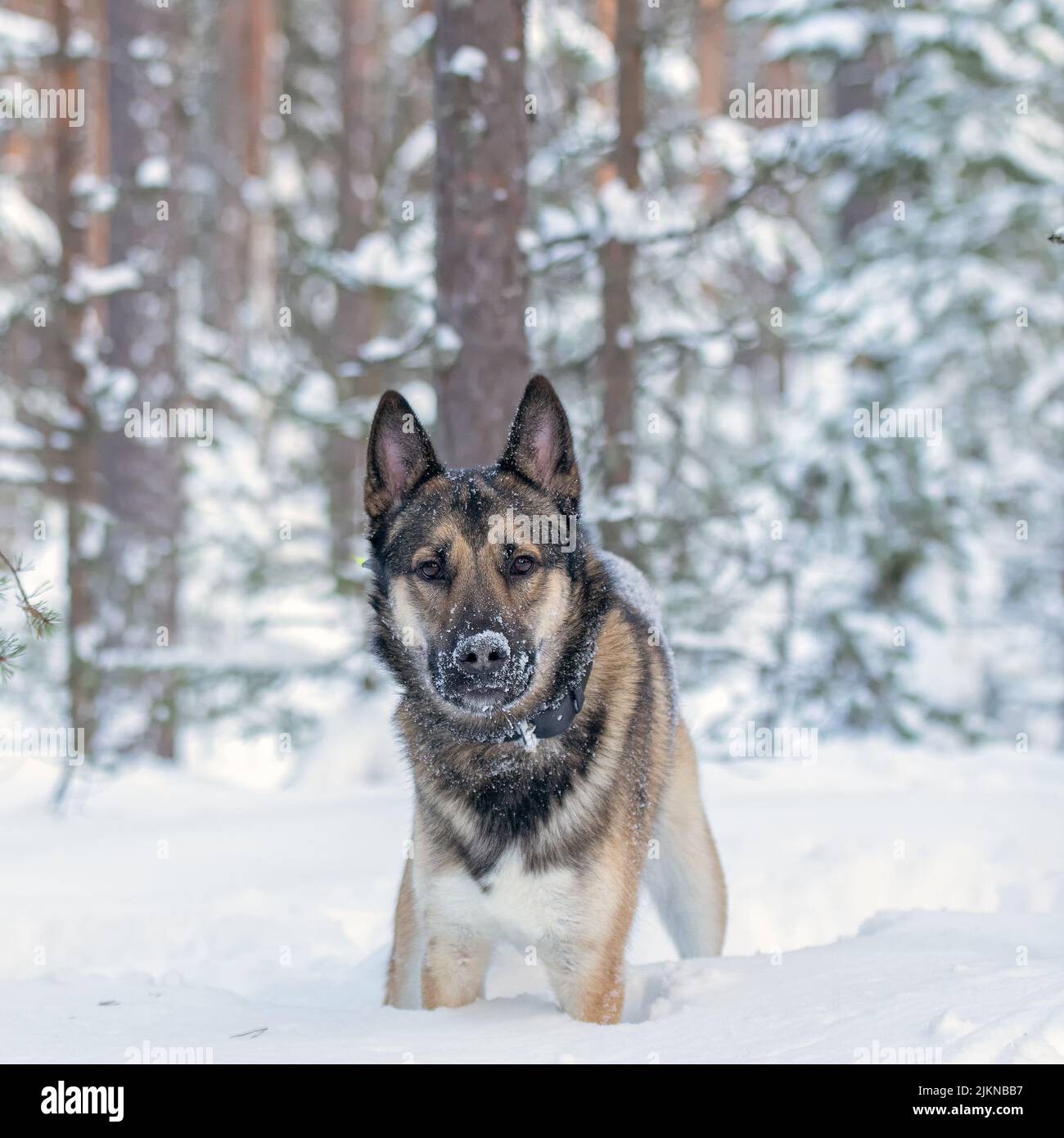 Giovane siberiano orientale laika che corre in neve profonda Foto Stock