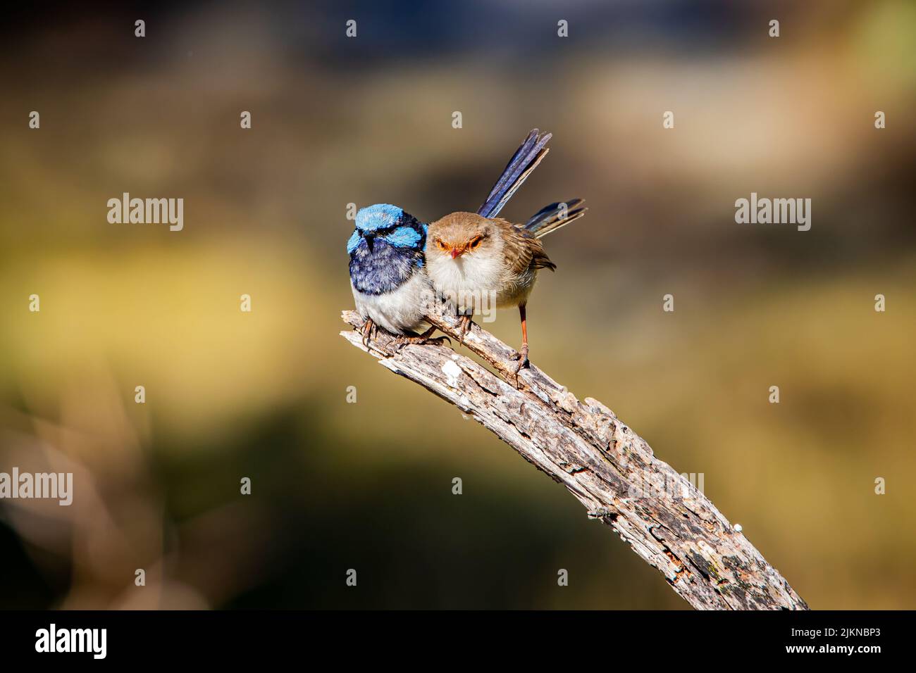 Una coppia carina e superba di wrens fata che si coccola su un legno con sfondo sfocato Foto Stock