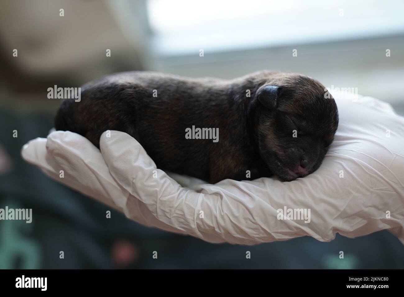 Un primo piano di un cuccioletto neonato carino che dorme in una mano Foto Stock Un primo piano di un cuccioletto neonato carino che dorme in una mano Foto Stock
