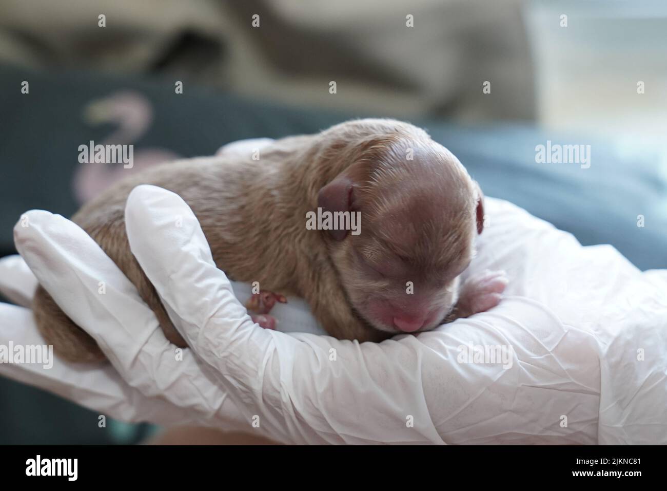Un primo piano di un cuccioletto neonato carino che dorme in una mano Foto Stock Un primo piano di un cuccioletto neonato carino che dorme in una mano Foto Stock
