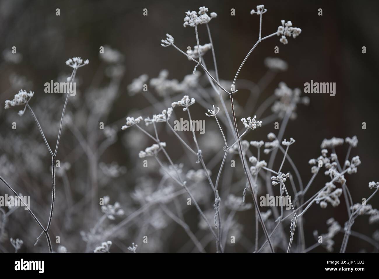 Fiori secchi congelati coltivati in giardino in inverno Foto Stock