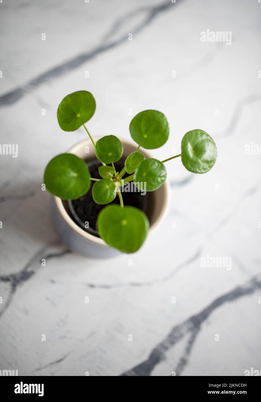 Una vista dall'alto del Chinese Money Plant su un pavimento o un tavolo in marmo Foto Stock