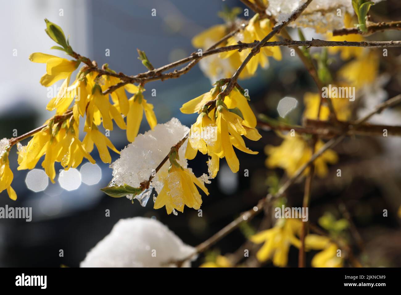 L'inverno è tornato. Fioritura Forsythia nella neve. Foto Stock