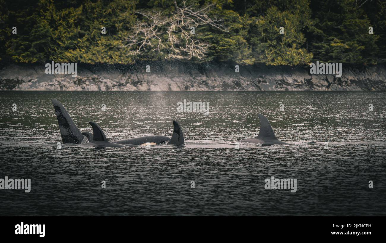 Una cialda di orche nuotano ad alta velocità in mare Foto Stock