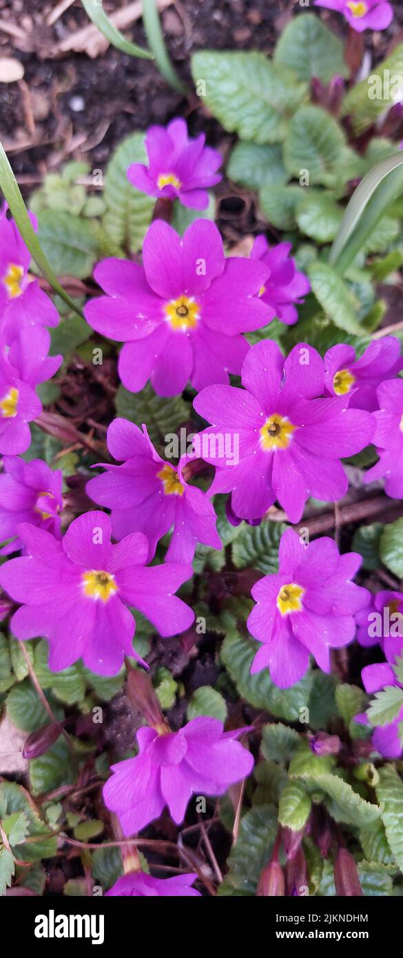 Un colpo verticale di fiori di primula viola Foto Stock