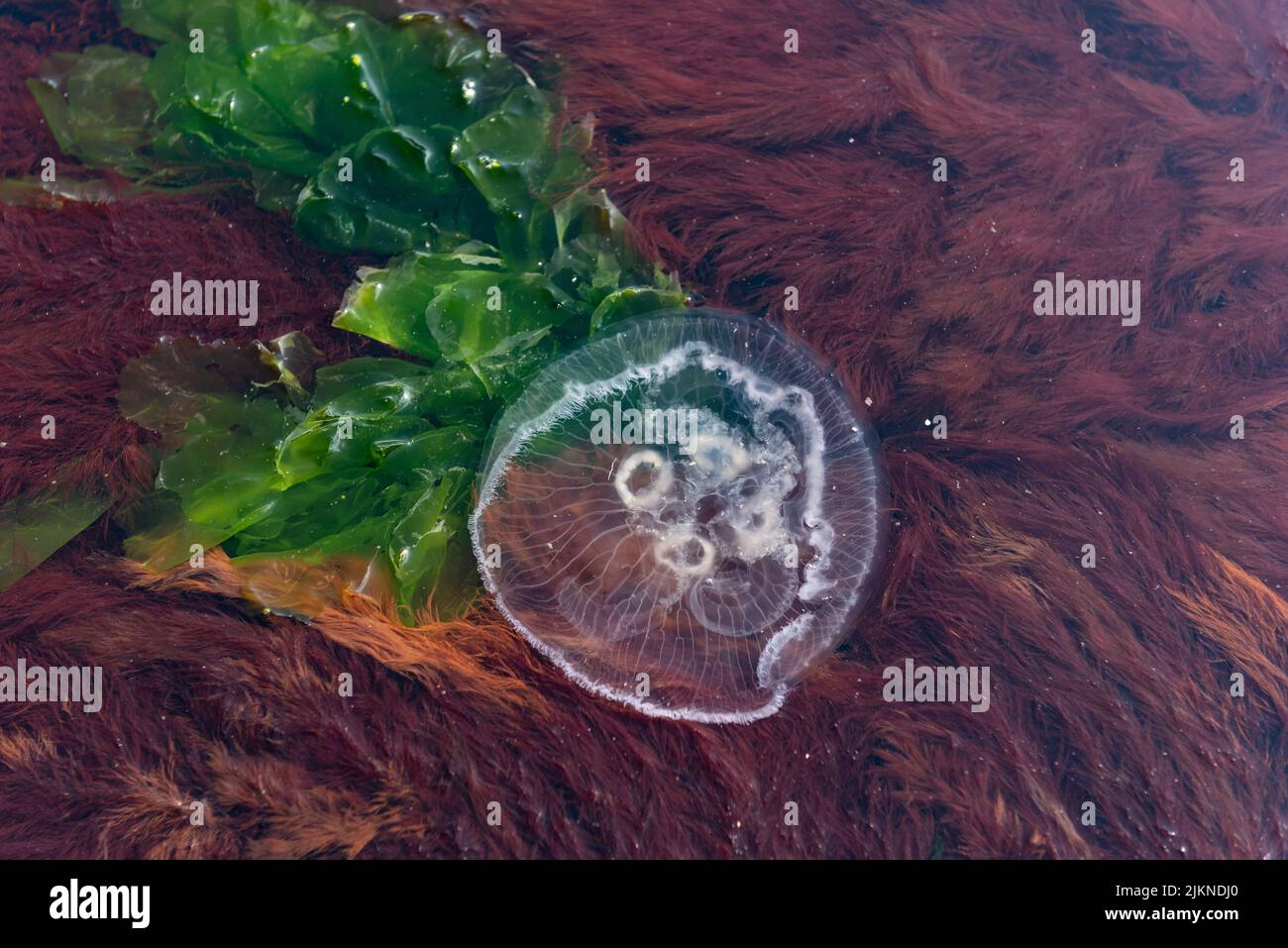 Una foto di una medusa con erba di mare Foto Stock