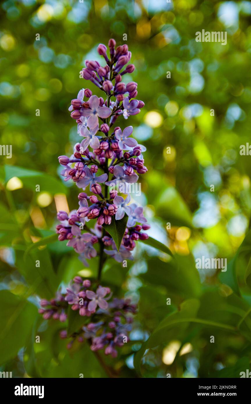 Una foto poco profonda di una comune lilla fioritura in giardino in una giornata di sole con sfondo verde sfocato Foto Stock