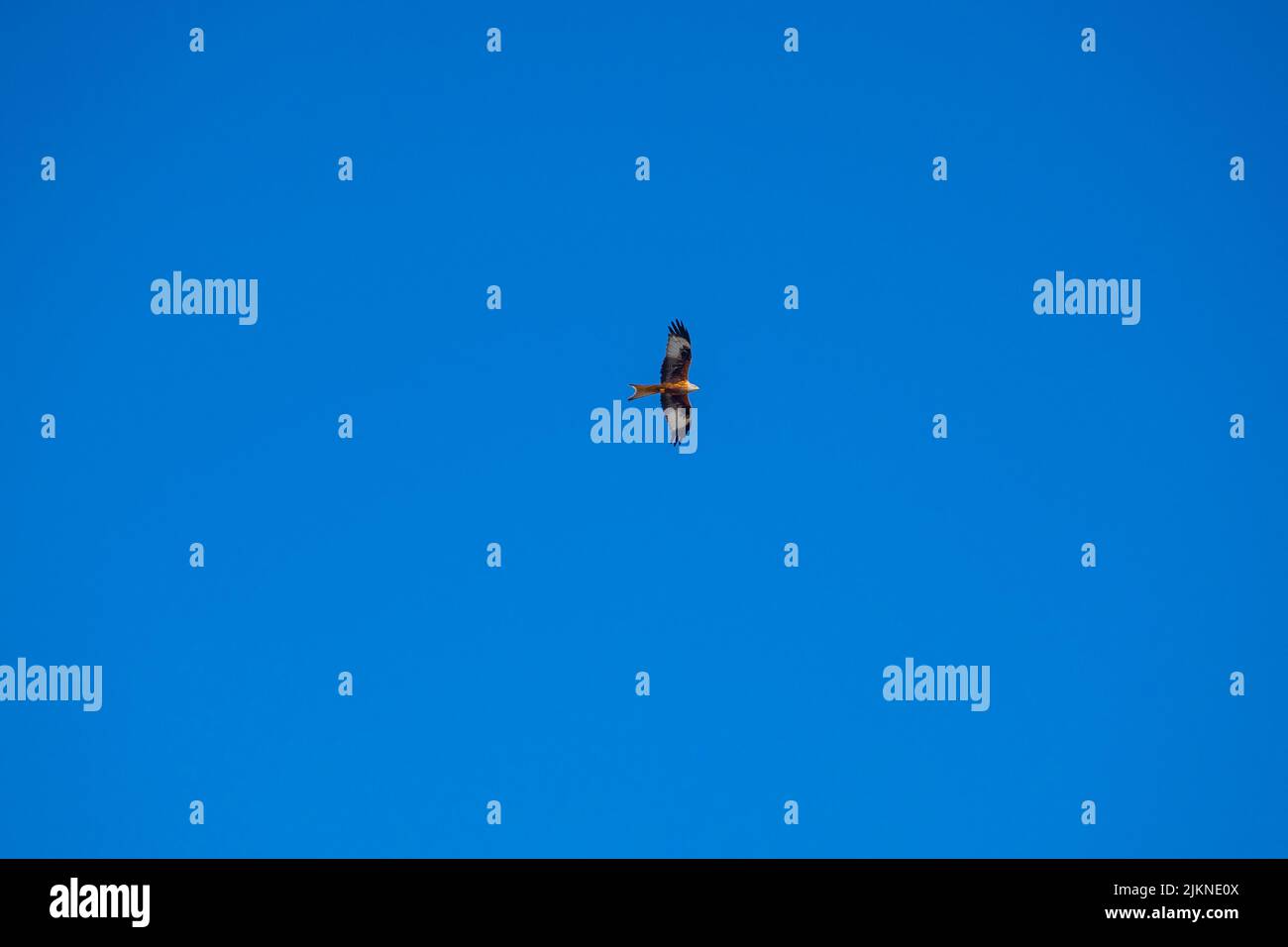 Una foto di un'aquila che si alza in alto nel cielo Foto Stock