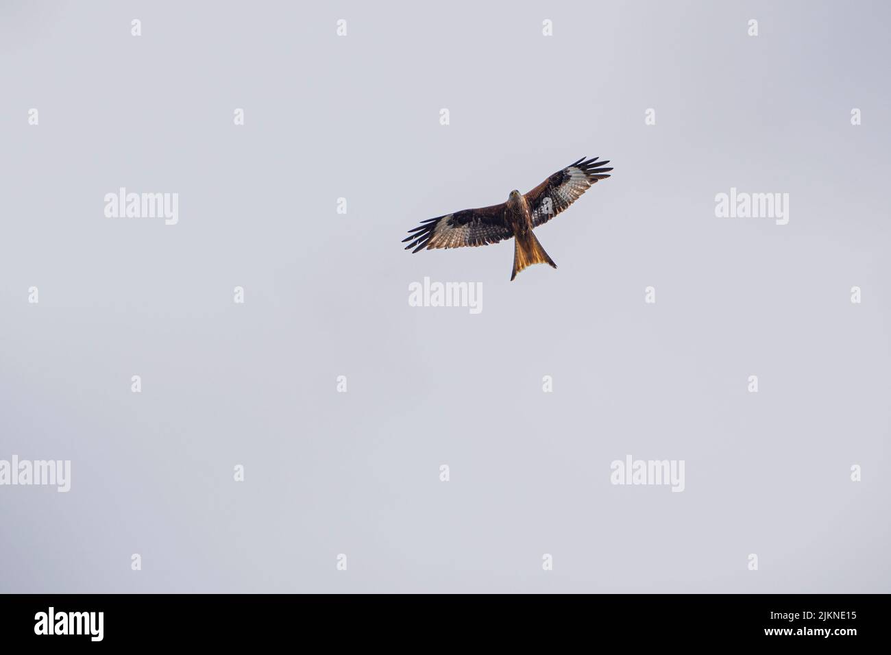 Una foto di un'aquila che si alza in alto nel cielo Foto Stock