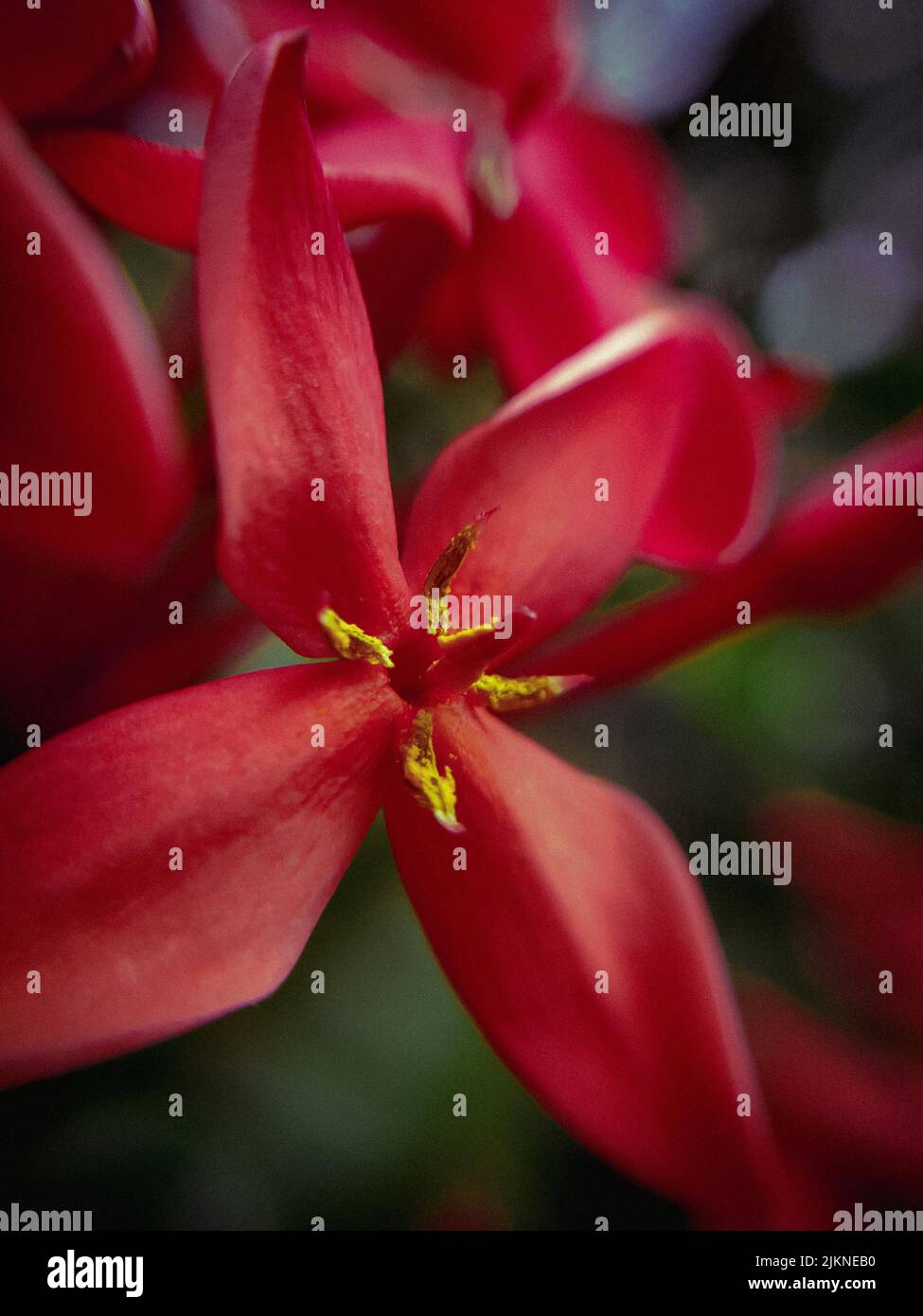 Un primo piano verticale di un fiore rosso in luce diurna Foto Stock