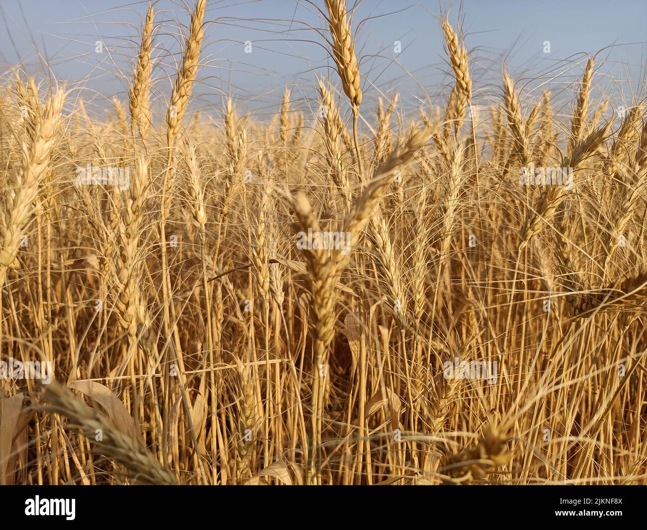 Campi di grano in fattoria in india giallo Golden grano farm. Campo di grano secco alla luce del sole, grano spighe, campi di grano dorato tempo di raccolta Foto Stock