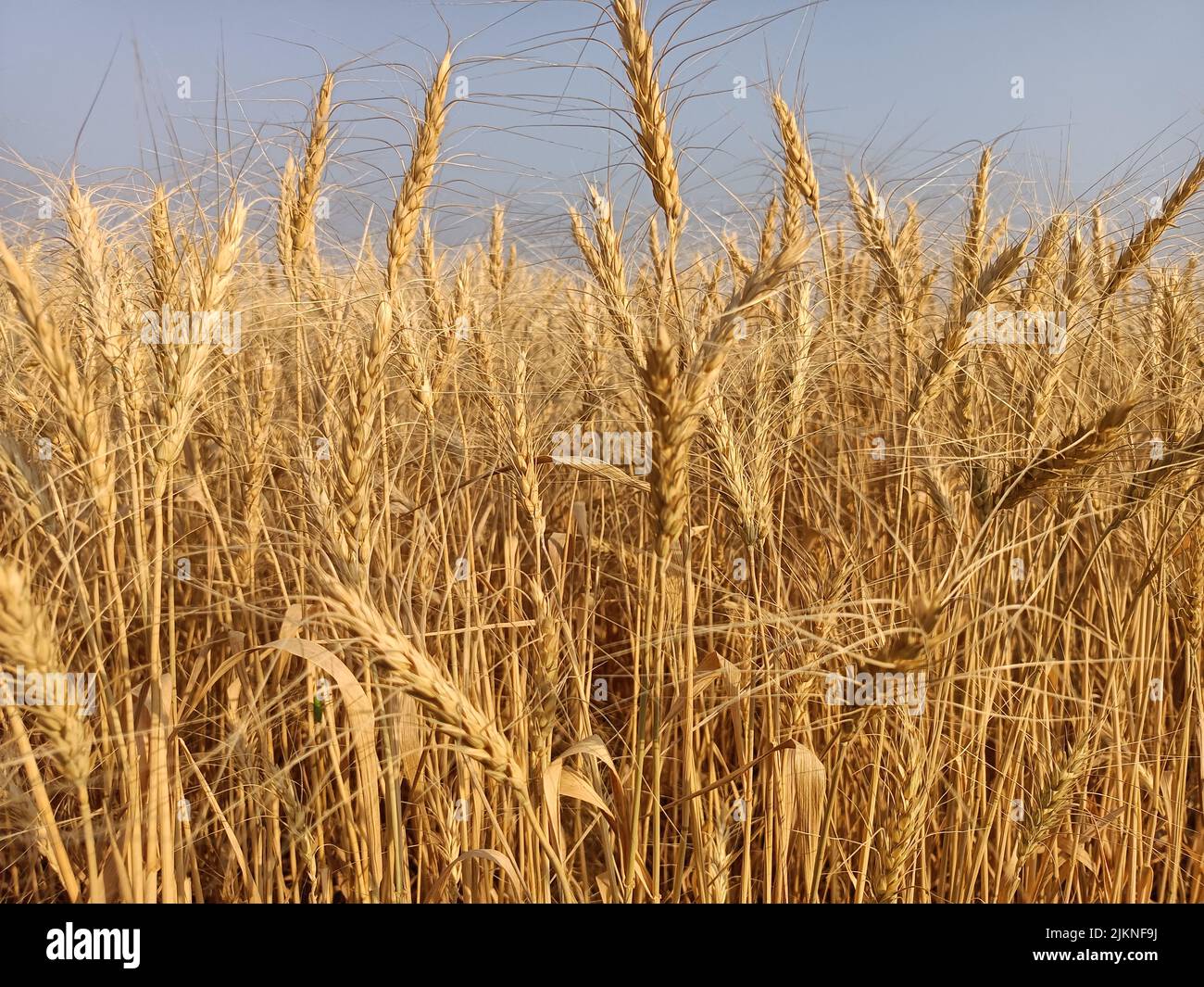 Campi di grano in fattoria in india giallo Golden grano farm. Campo di grano secco alla luce del sole, grano spighe, campi di grano dorato tempo di raccolta Foto Stock
